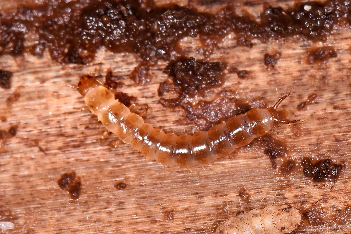 Staphylinidae: Siagonium quadricorne?  S !